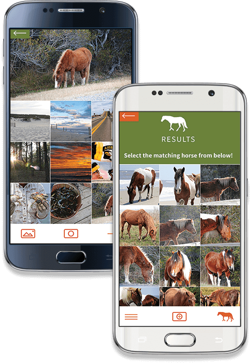Assateague Horse ID Android Screenshot