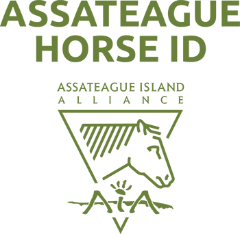 Assateague Horse ID